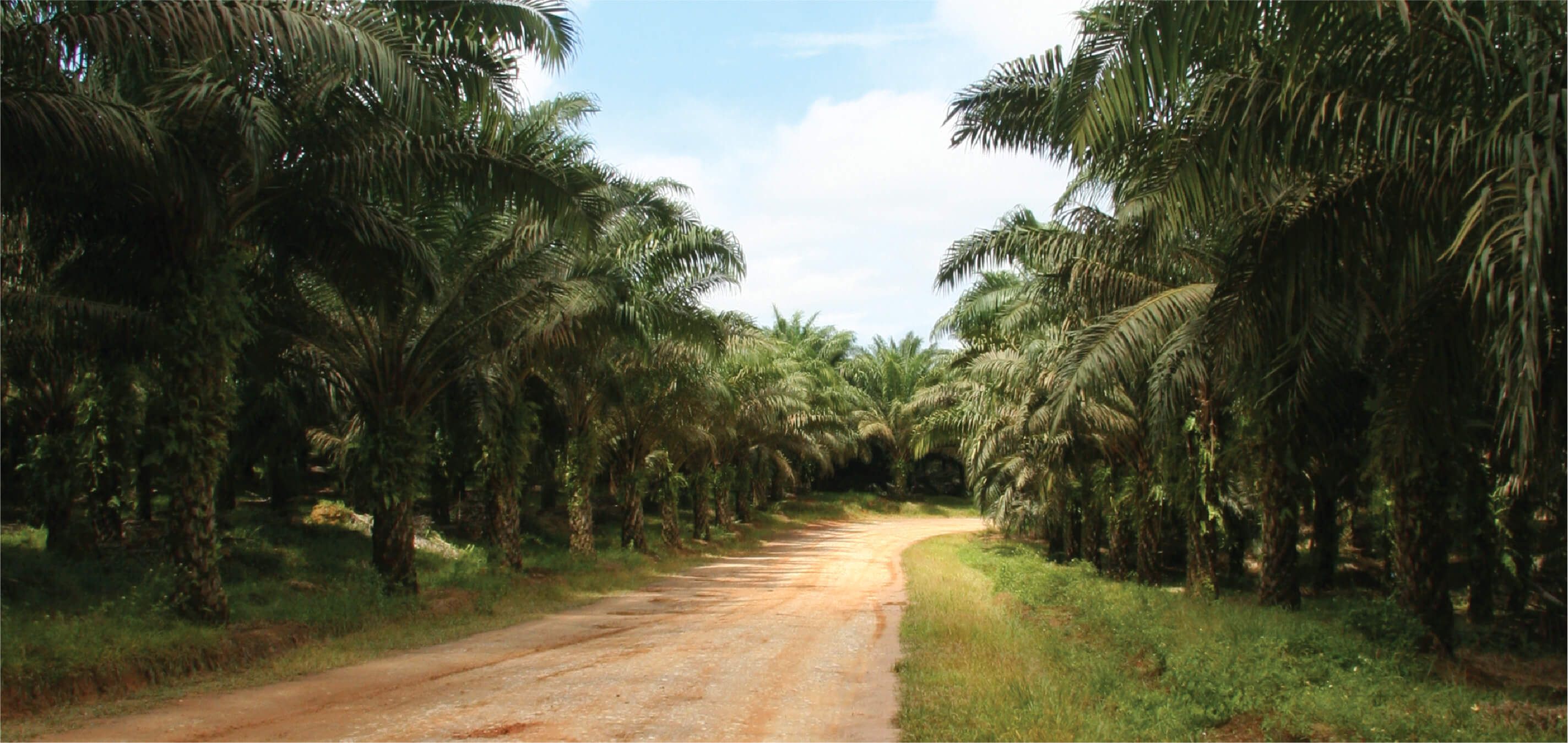 London Sumatra Annual Report 2017