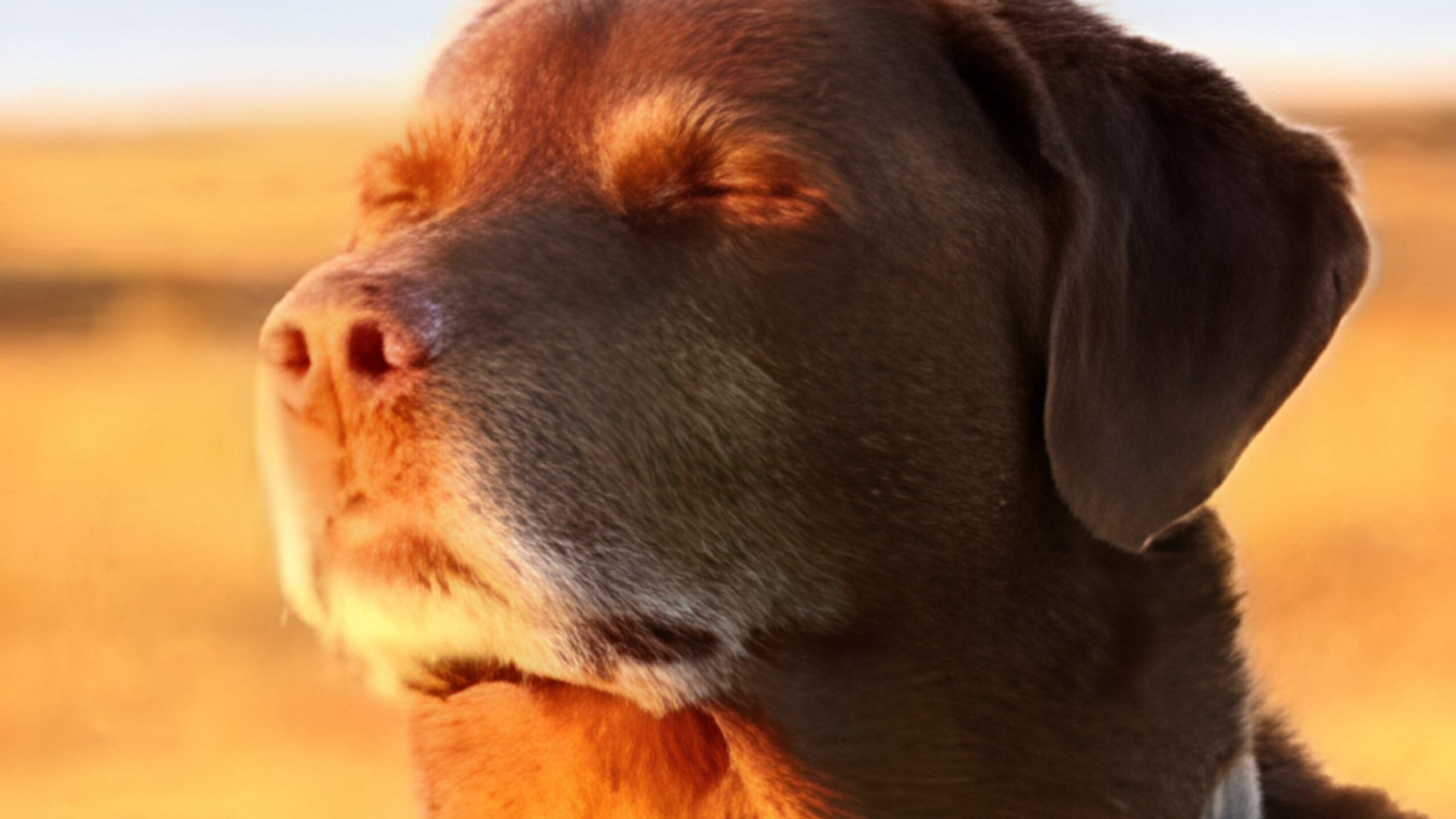 From Viral Fads to Lasting Loyalty: The New Rules for Pet Brands